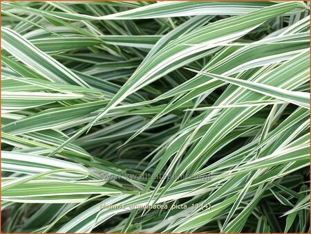 Phalaris arundinacea &#39;Picta&#39;