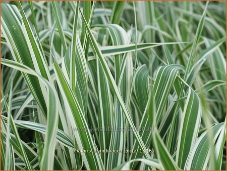 Phalaris arundinacea &#39;Picta&#39;