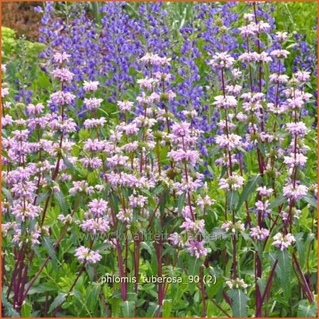 Phlomis tuberosa