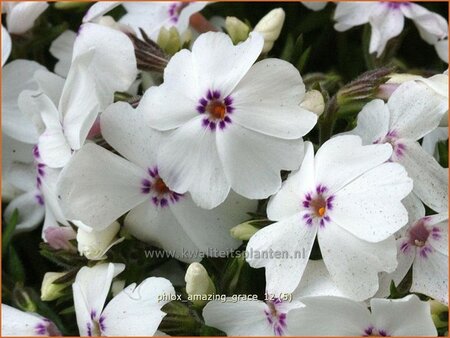 Phlox &#39;Amazing Grace&#39;