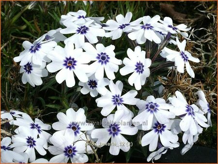 Phlox &#39;Bavaria&#39;