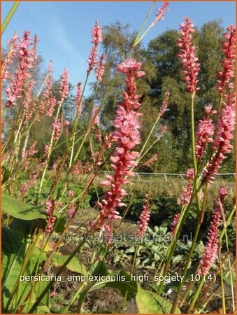 Persicaria amplexicaulis &#39;High Society&#39;