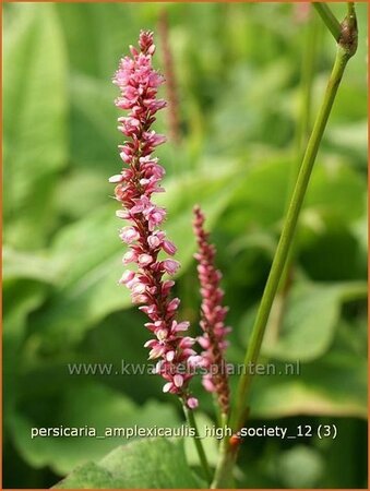 Persicaria amplexicaulis &#39;High Society&#39;