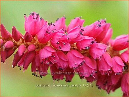 Persicaria amplexicaulis pendula