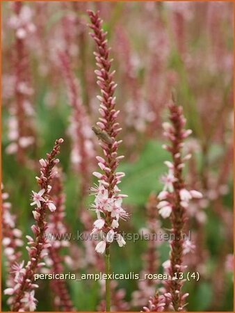 Persicaria amplexicaulis &#39;Rosea&#39;