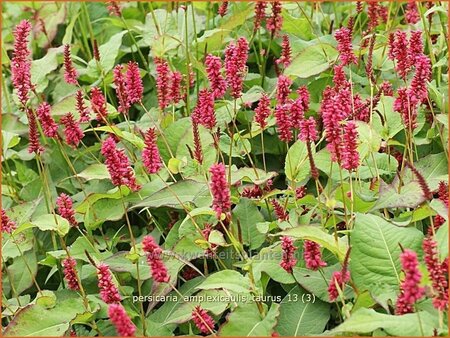 Persicaria amplexicaulis &#39;Taurus&#39;