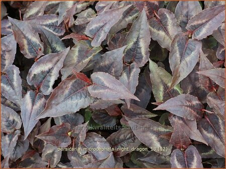 Persicaria microcephala &#39;Night Dragon&#39;