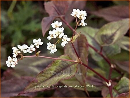 Persicaria microcephala &#39;Red Dragon&#39;