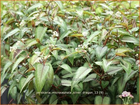 Persicaria microcephala &#39;Silver Dragon&#39;