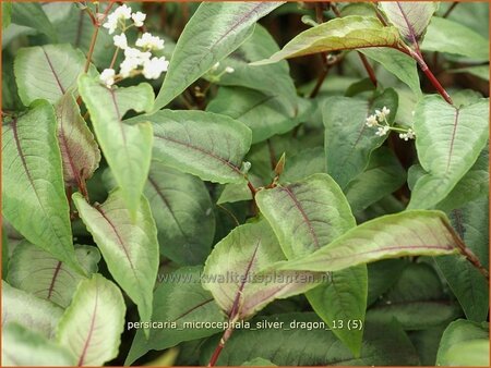 Persicaria microcephala &#39;Silver Dragon&#39;