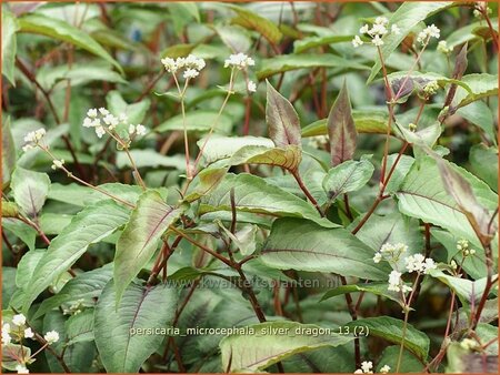 Persicaria microcephala &#39;Silver Dragon&#39;