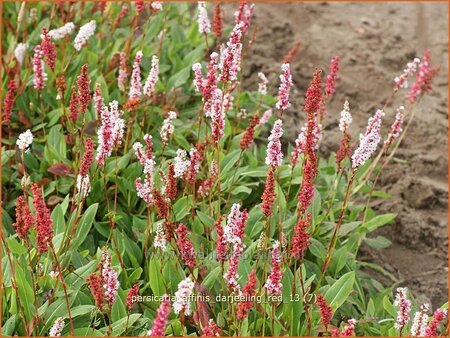 Persicaria affinis &#39;Darjeeling Red&#39;