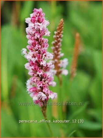 Persicaria affinis &#39;Kabouter&#39;