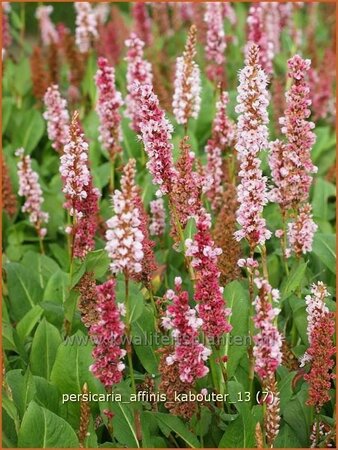 Persicaria affinis &#39;Kabouter&#39;