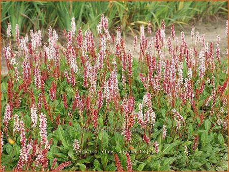 Persicaria affinis &#39;Superba&#39;