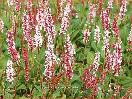 Persicaria affinis &#39;Superba&#39;