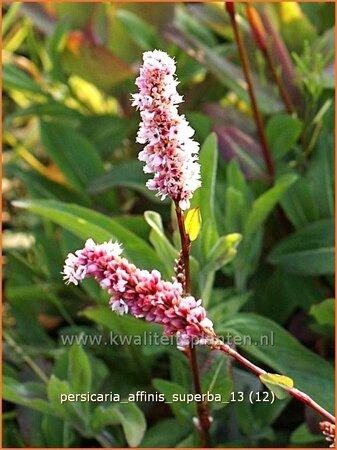 Persicaria affinis &#39;Superba&#39;