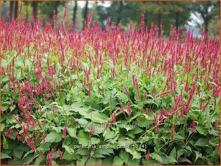 Persicaria amplexicaulis