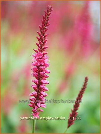 Persicaria amplexicaulis