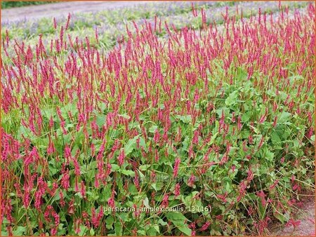 Persicaria amplexicaulis