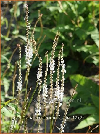 Persicaria amplexicaulis &#39;Alba&#39;