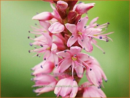 Persicaria amplexicaulis 'Anouk'