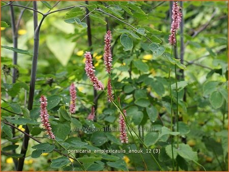 Persicaria amplexicaulis 'Anouk'
