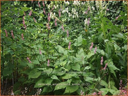 Persicaria amplexicaulis 'Anouk'