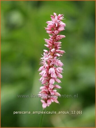 Persicaria amplexicaulis 'Anouk'