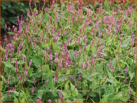 Persicaria amplexicaulis 'Anouk'