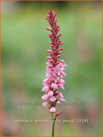 Persicaria amplexicaulis 'Anouk'