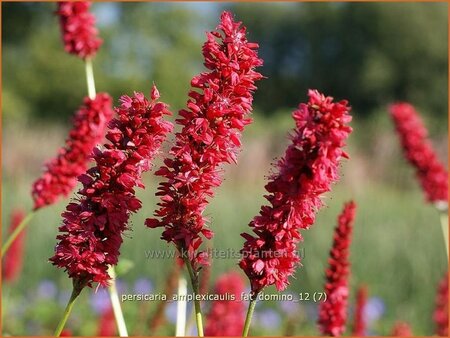 Persicaria amplexicaulis &#39;Fat Domino&#39;