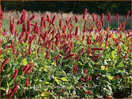 Persicaria amplexicaulis &#39;Fat Domino&#39;