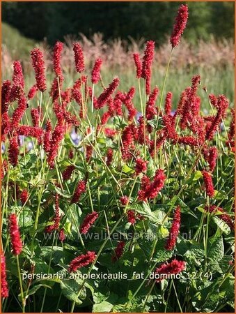 Persicaria amplexicaulis &#39;Fat Domino&#39;