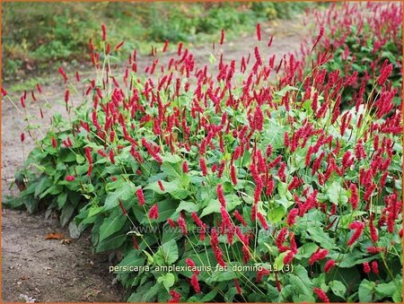 Persicaria amplexicaulis &#39;Fat Domino&#39;