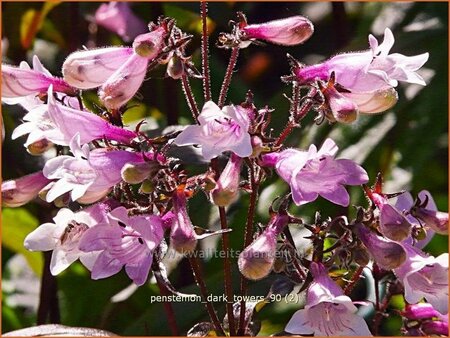 Penstemon digitalis &#39;Dark Towers&#39;