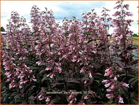 Penstemon digitalis &#39;Dark Towers&#39;