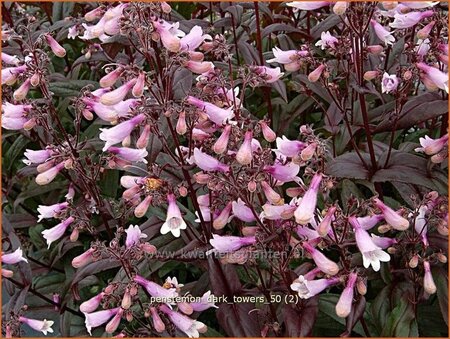 Penstemon digitalis &#39;Dark Towers&#39;