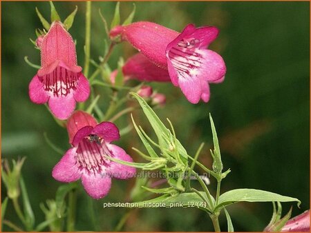 Penstemon &#39;Hidcote Pink&#39;