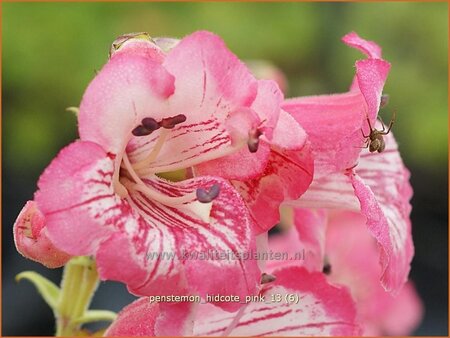 Penstemon &#39;Hidcote Pink&#39;