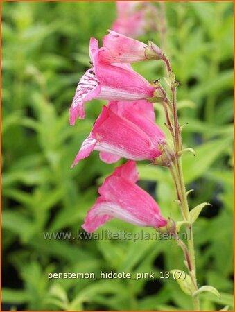 Penstemon &#39;Hidcote Pink&#39;