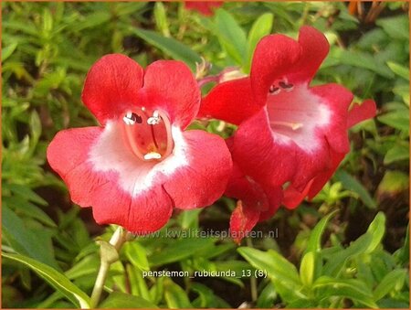Penstemon 'Rubicunda'