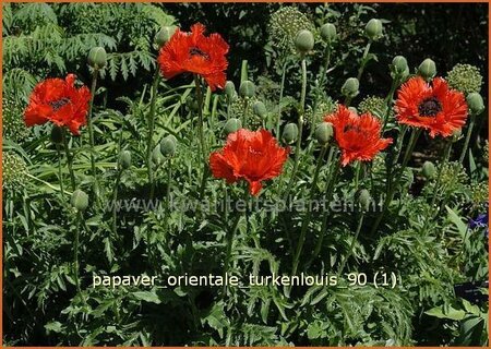 Papaver orientale 'Turkenlouis'