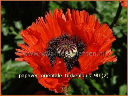 Papaver orientale &#39;Turkenlouis&#39;