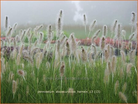 Pennisetum alopecuroides &#39;Hameln&#39;