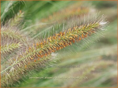 Pennisetum alopecuroides 'Herbstzauber'