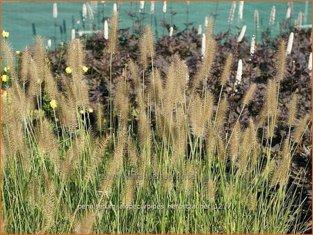 Pennisetum alopecuroides &#39;Herbstzauber&#39;