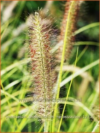 Pennisetum alopecuroides &#39;Herbstzauber&#39;