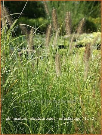 Pennisetum alopecuroides &#39;Herbstzauber&#39;