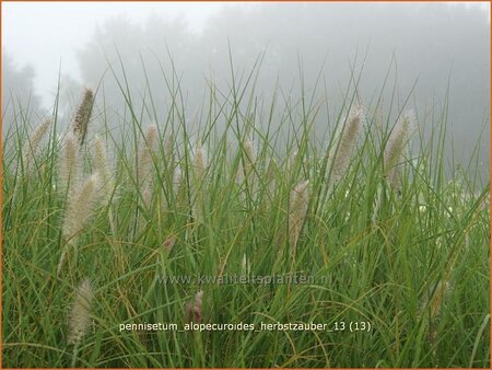 Pennisetum alopecuroides &#39;Herbstzauber&#39;